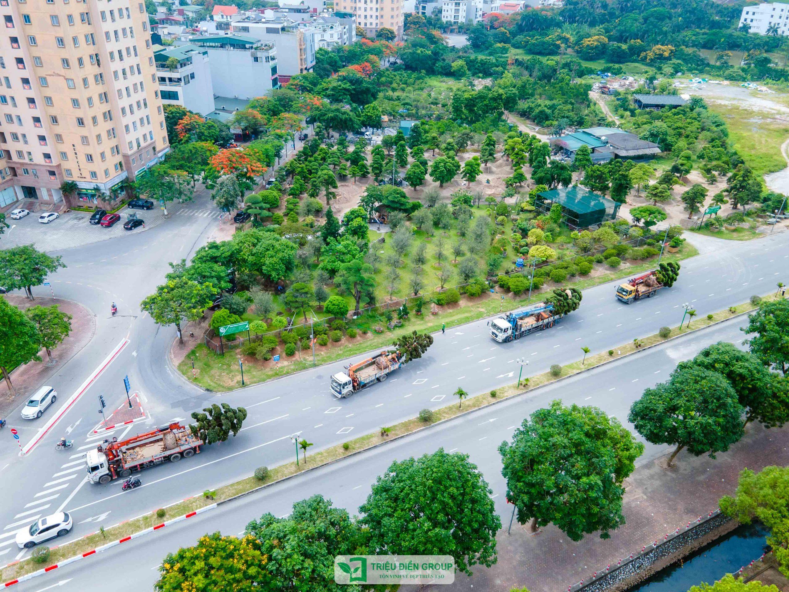Triệu Điền chú trọng từng khâu vận chuyển tùng la hán, từ cố định cây đến sắp xếp phương tiện phù hợp với kích thước và hiện trạng thực tế