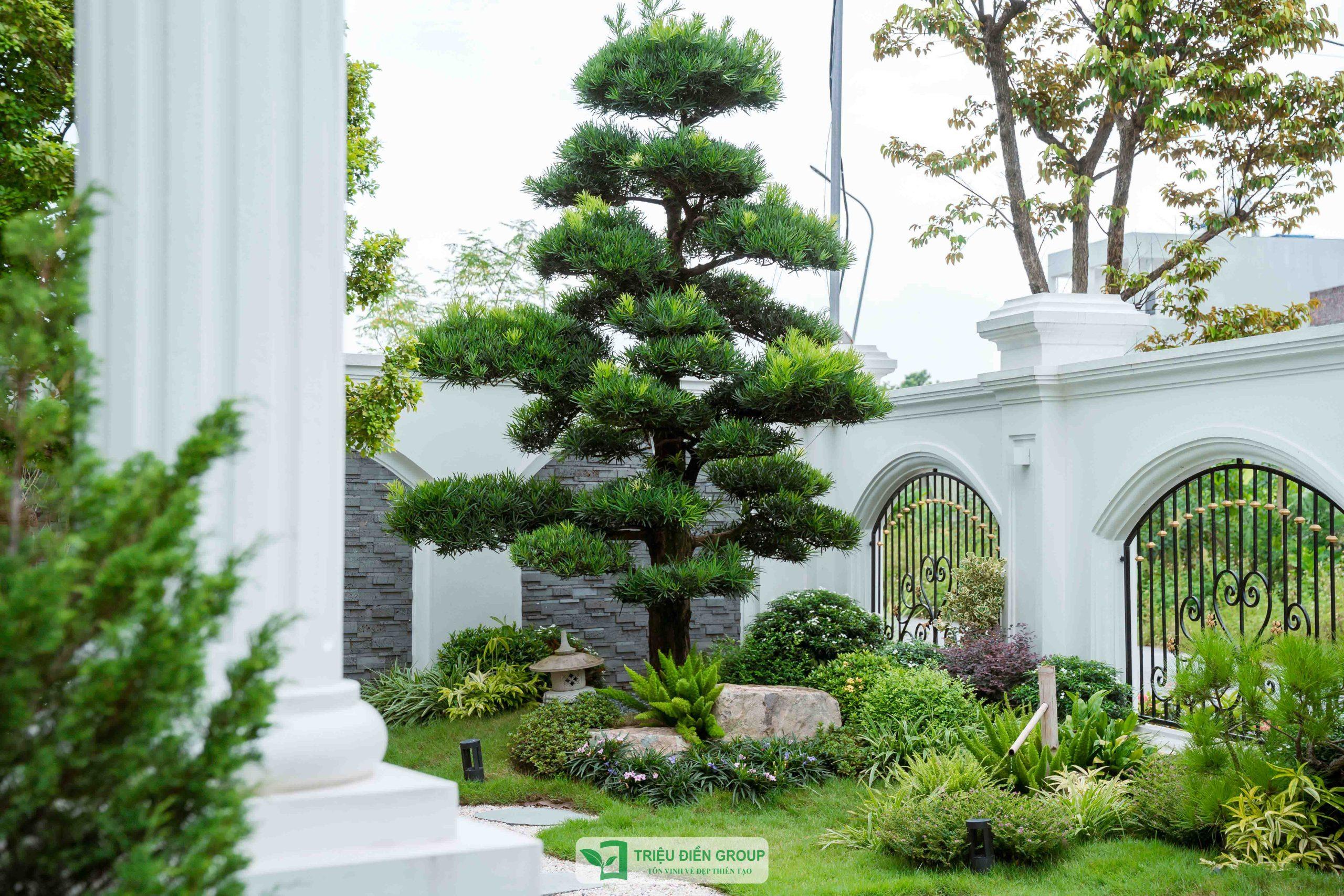 Vẻ đẹp của tùng la hán giúp sân vườn trở nên sang trọng, cân đối và gần gũi với thiên nhiên hơn