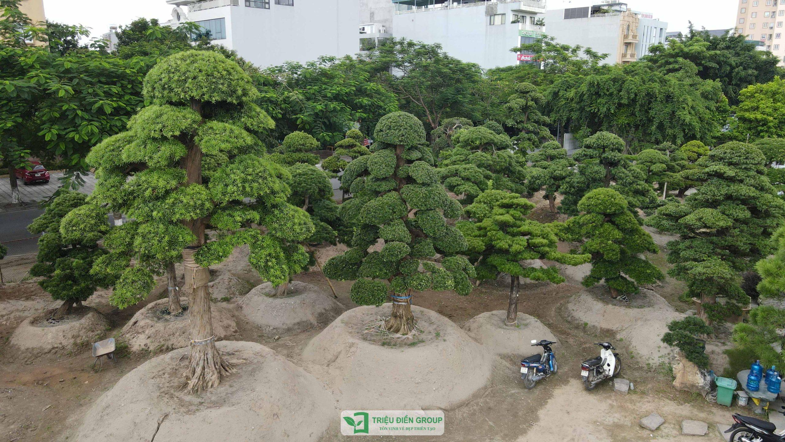 Mua tùng la hán Nhật ở đâu? Những tiêu chí cần kiểm tra trước khi chọn cây