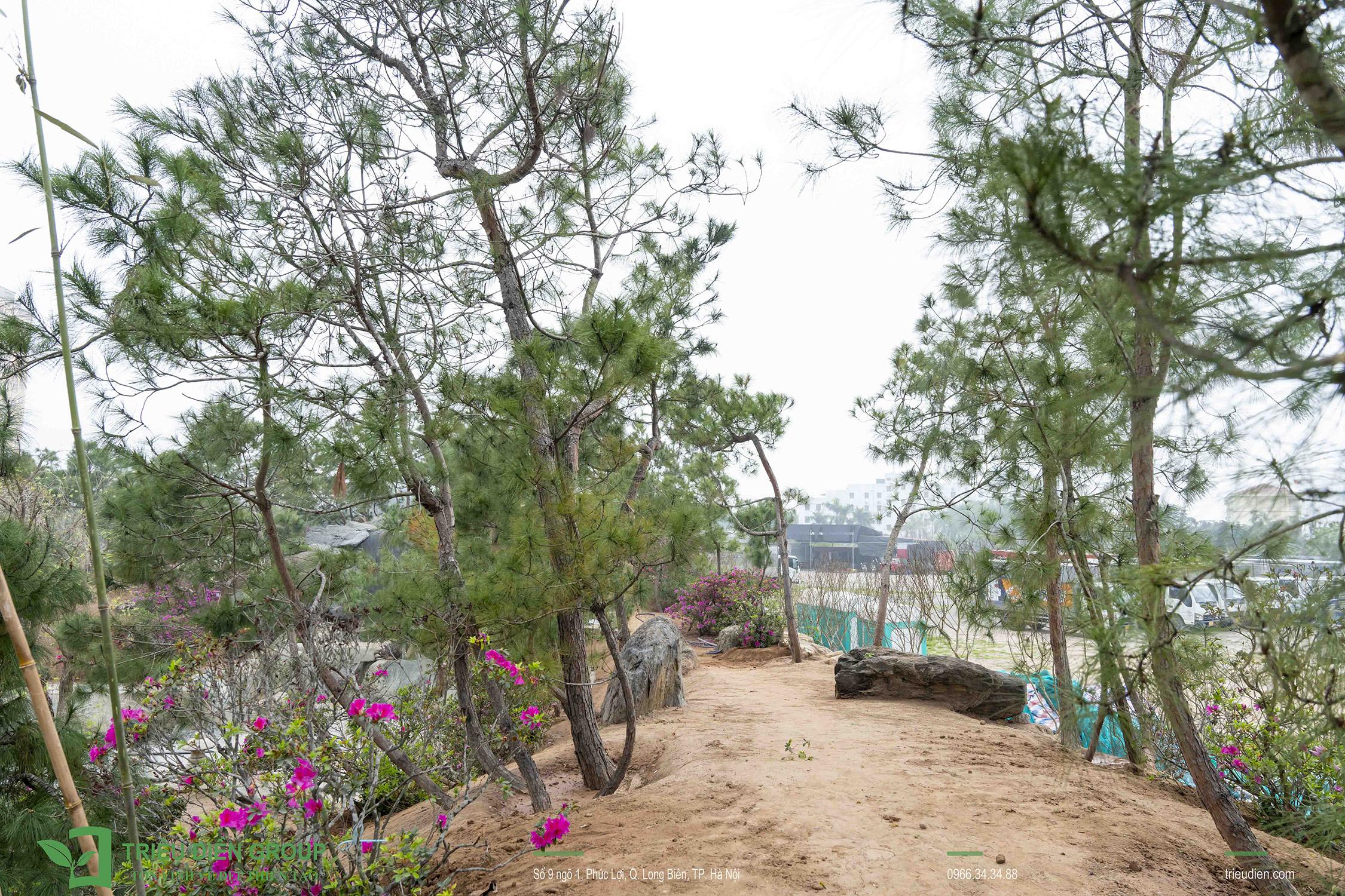 Cây thông Chí Linh Hải Dương là một trong những lựa chọn đáng chú ý khi gia chủ muốn tìm cây thông Việt cho cảnh quan sân vườn.